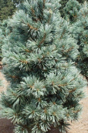 Сосна гнучка Цесаріні Блю|Pinus flexilis ’Cessarini Blue’|Сосна гибкая Цесарини Блю